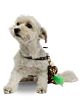Leather doggy bag case